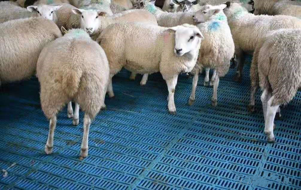 Laatste bedrijfscasus over 1000 schapenlandbouwbedrijf in Groot-Brittannië