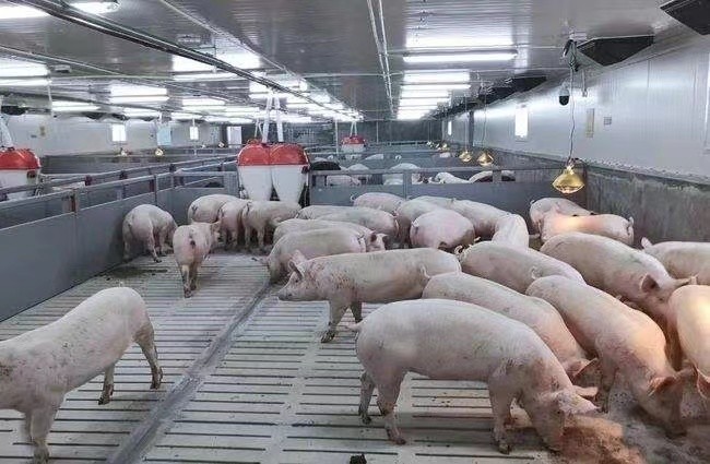 Laatste bedrijfscasus over 3000 vleesvarkenlandbouwbedrijf in Rusland