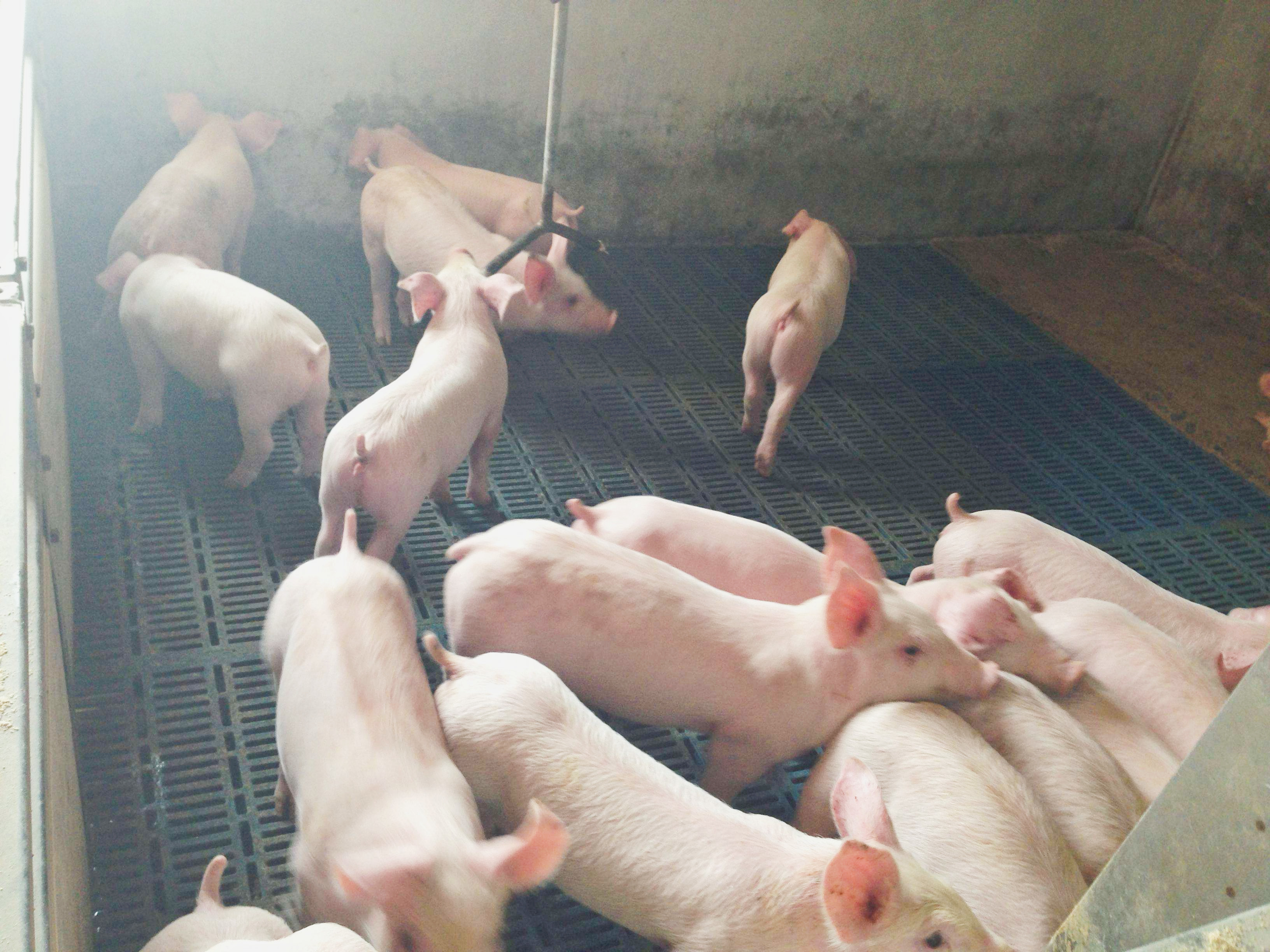 Laatste bedrijfscasus over 1500 het spenen varkensfokkerij in Colombia