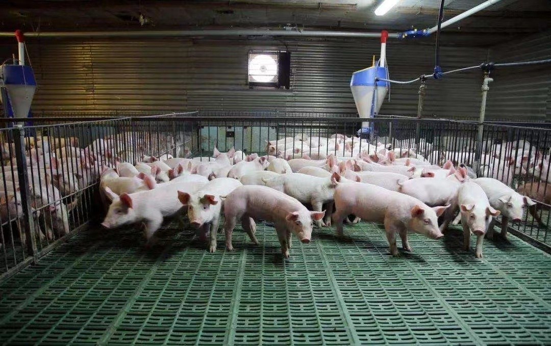Laatste bedrijfscasus over het vleesvarkenlandbouwbedrijf van 2000 in Vietnam
