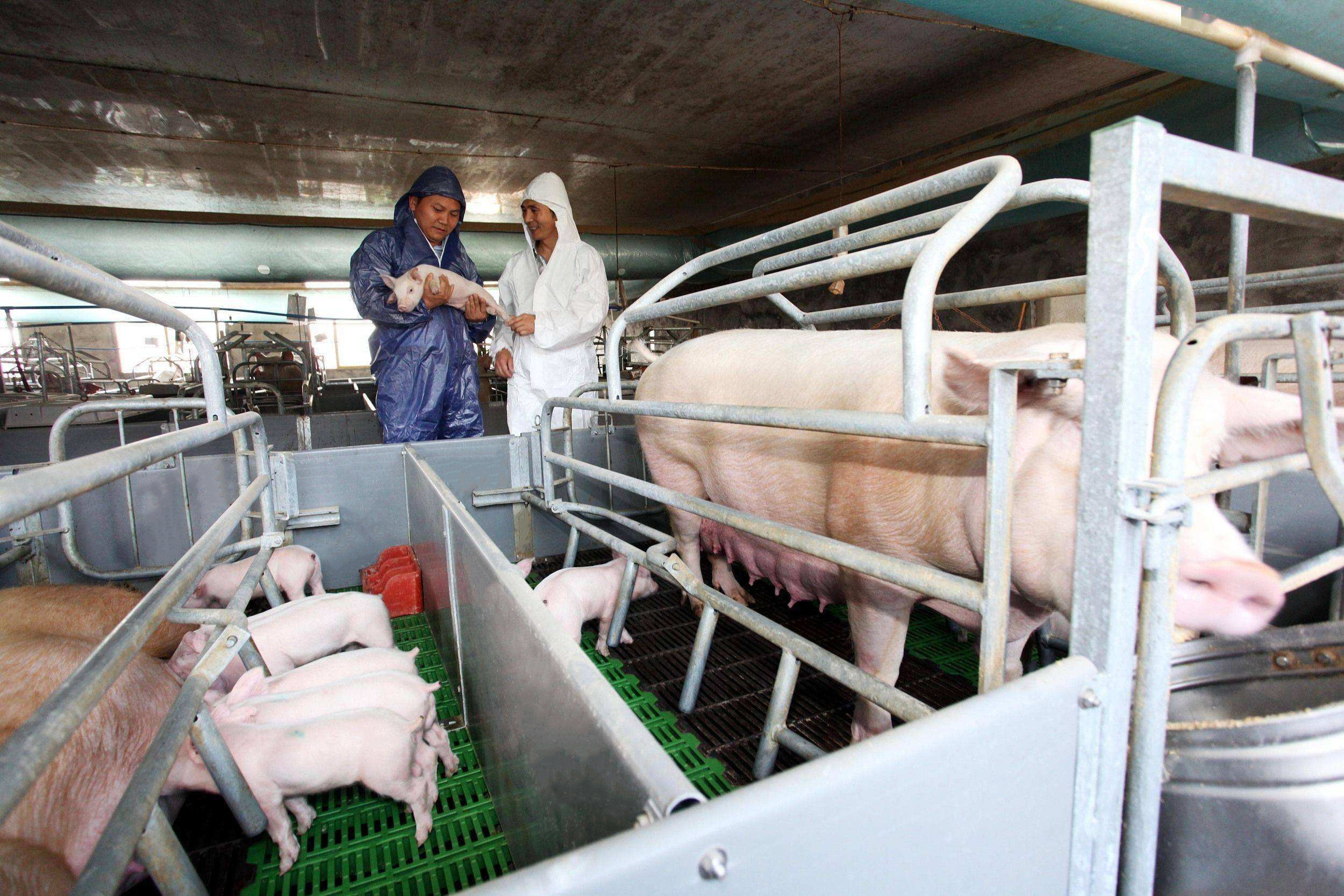 Laatste bedrijfscasus over 1000 zeugenlandbouwbedrijf in China