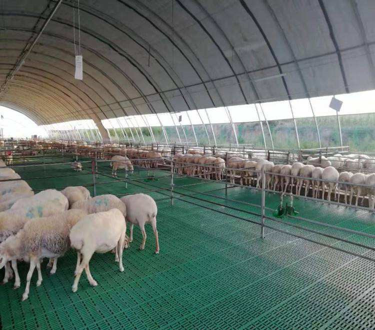Laatste bedrijfscasus over 3000 schapenlandbouwbedrijf in China