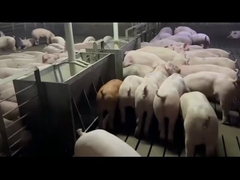 De Autovoeder van het landbouw en veeteeltroestvrije staal voor Varkensvarken Antiroest